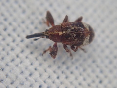 Anthonomus bituberculatus