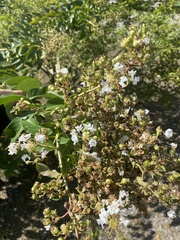 Wilsonomyces carpophilus