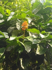 Palicourea guianensis