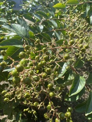 Wilsonomyces carpophilus