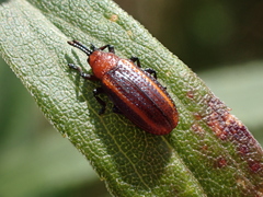 Microrhopala vittata