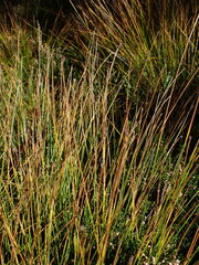 Trichophorum cespitosum germanicum