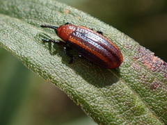 Microrhopala vittata