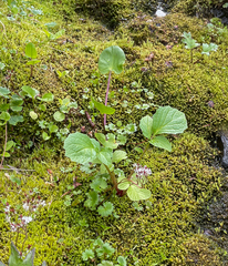 Micranthes nelsoniana