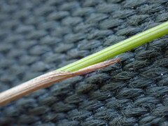 Trichophorum cespitosum germanicum