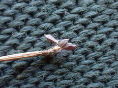 Trichophorum cespitosum germanicum