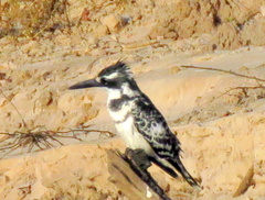 Ceryle rudis rudis