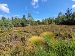 Trichophorum cespitosum germanicum