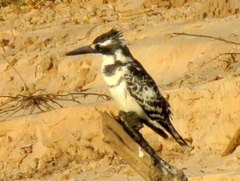 Ceryle rudis rudis