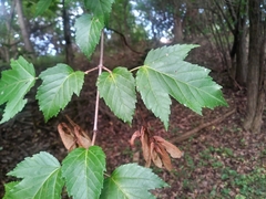 Acer ginnala