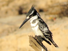 Ceryle rudis rudis
