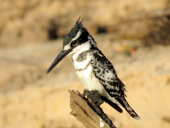 Ceryle rudis rudis