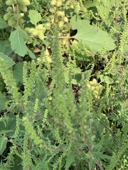 Ambrosia