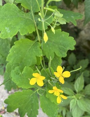Chelidonium majus