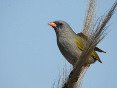 Embernagra platensis