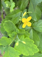 Chelidonium majus