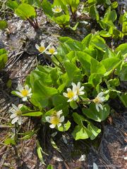 Caltha leptosepala