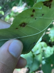 Caryomyia sanguinolenta