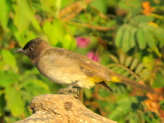 Pycnonotus barbatus tricolor