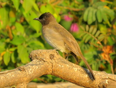 Pycnonotus barbatus tricolor
