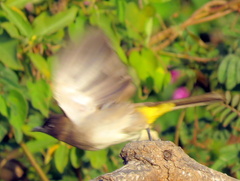 Pycnonotus barbatus tricolor