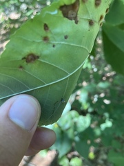 Caryomyia sanguinolenta