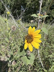 Helianthinae