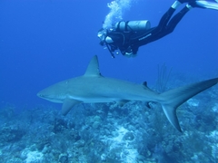 Carcharhinus perezii