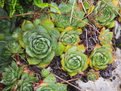 Sempervivum