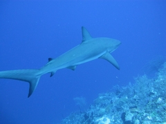 Carcharhinus perezii