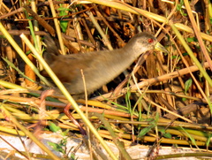 Zapornia flavirostra