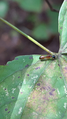 Camponotus americanus