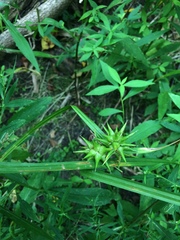 Carex grayi