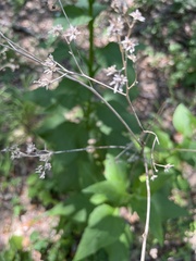 Verbesina virginica