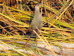 Zapornia flavirostra