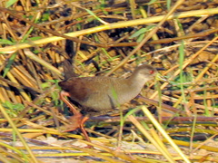 Zapornia flavirostra