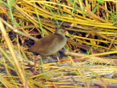 Zapornia flavirostra