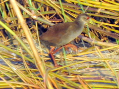 Zapornia flavirostra