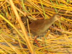 Zapornia flavirostra