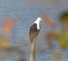 Haliaeetus vocifer