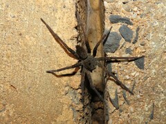 Dolomedes vittatus