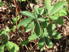 Potentilla simplex