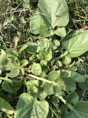 Barbarea
