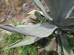Agave atrovirens