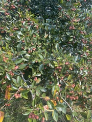 Crataegus crus-galli