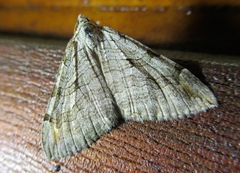 Aplocera