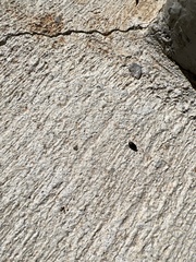 Pangaeus bilineatus