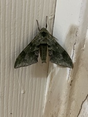 Chloroclanis virescens