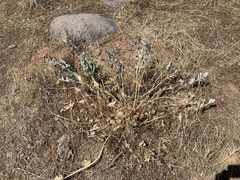Asclepias californica