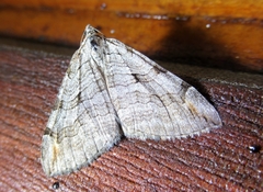 Aplocera